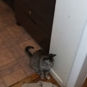 Cat fur purse toaster bread lamp squirrel.